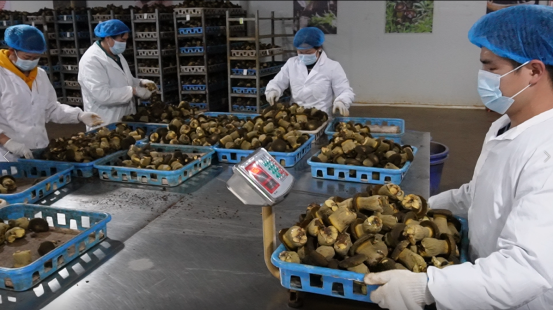 黔西南貞豐 黑牛肝菌工廠化生產基地正式投產，引領食用菌產業創新發展