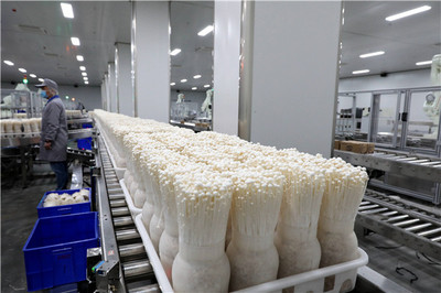 小蘑菇成就大產業 探訪濟寧鄒城大束蘑菇小鎮的食用菌研發之路