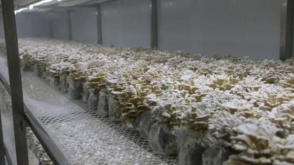 瓜果梨桃加入“果菌王”培養(yǎng)大賽，食用菌研發(fā)迎來(lái)水果味革命？