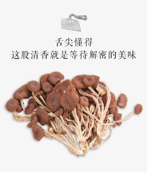不開(kāi)傘的新鮮秘密 探秘農(nóng)家茶樹(shù)菇干貨的匠心與風(fēng)味